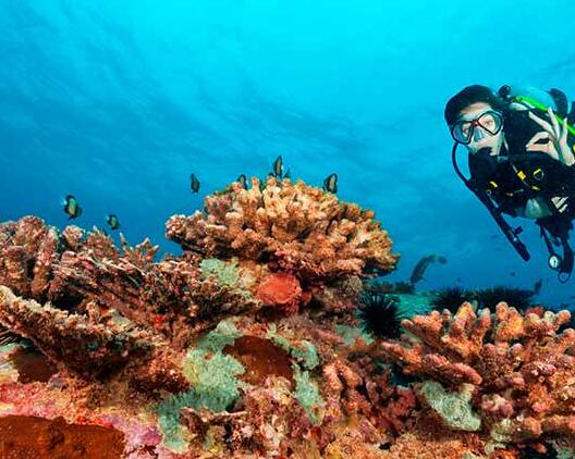 Best travel time for diving and snorkeling in the Seychelles