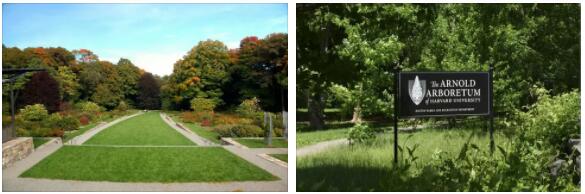 Arnold Arboretum, Boston
